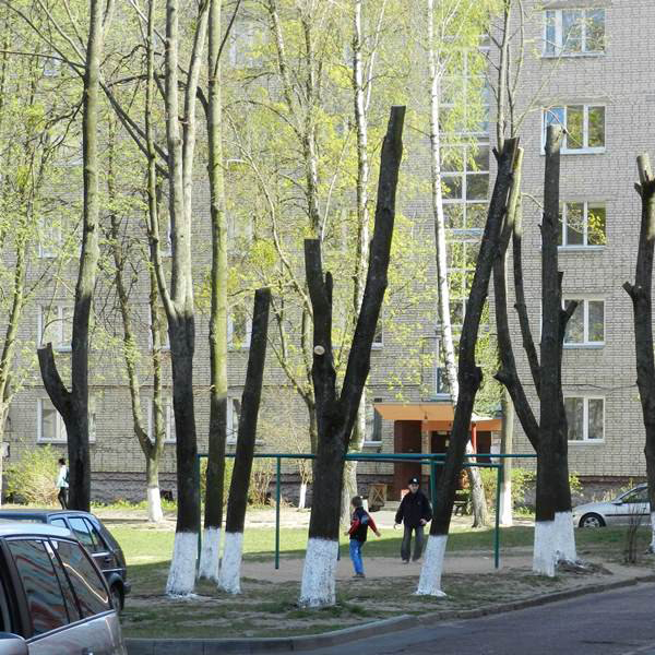 Подрезка деревьев на улицах и во дворах Одессы