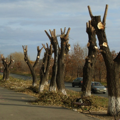 Подрезание веток, кронирование в Одессе
